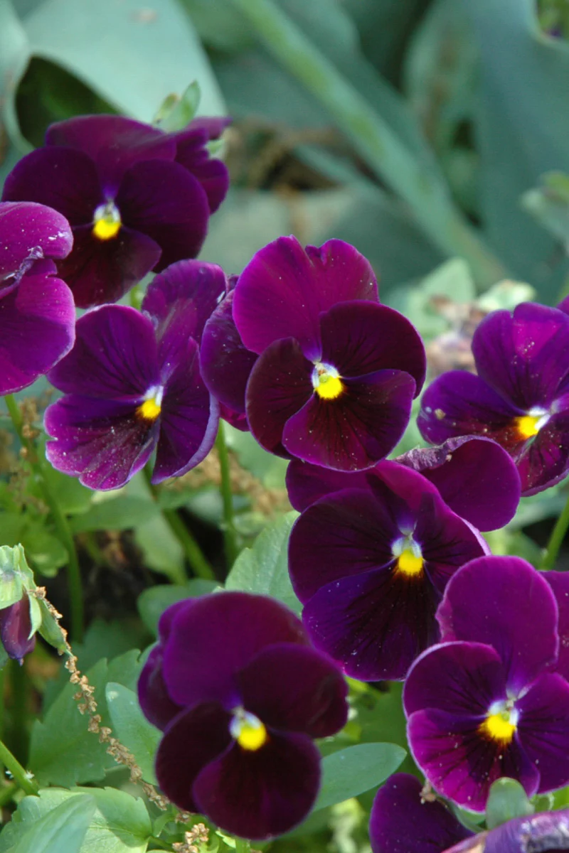 Pansy, Purple