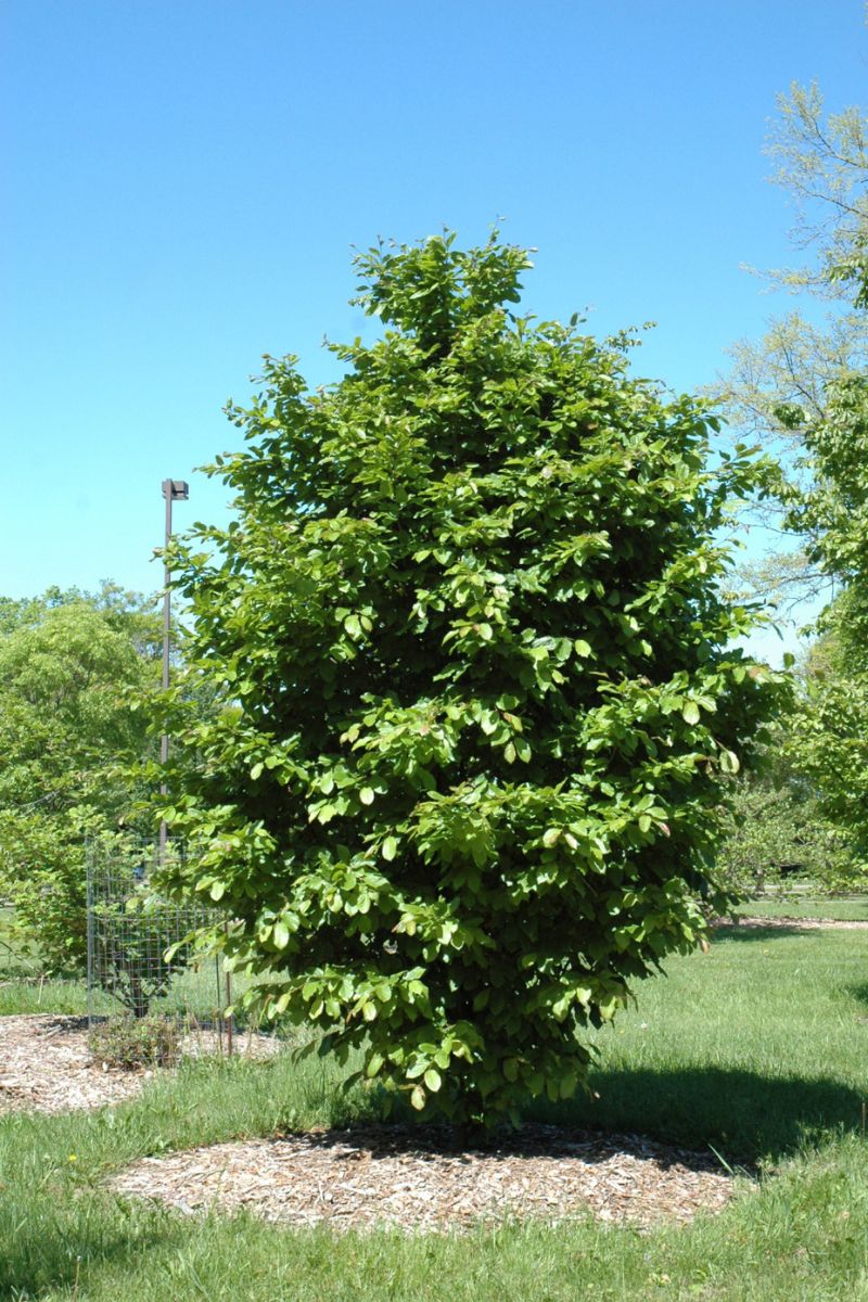 Parrotia, Vanessa