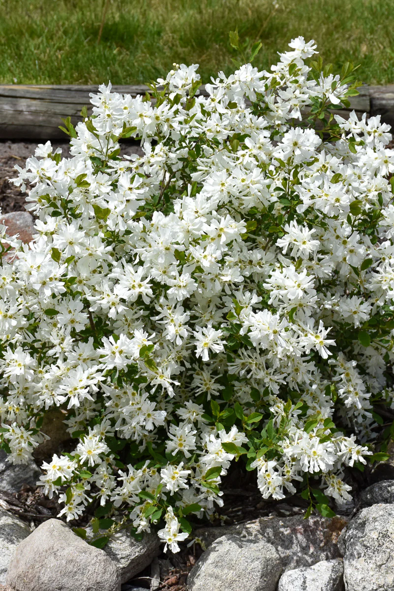 Pearl Bush, Lotus Moon - Image 2