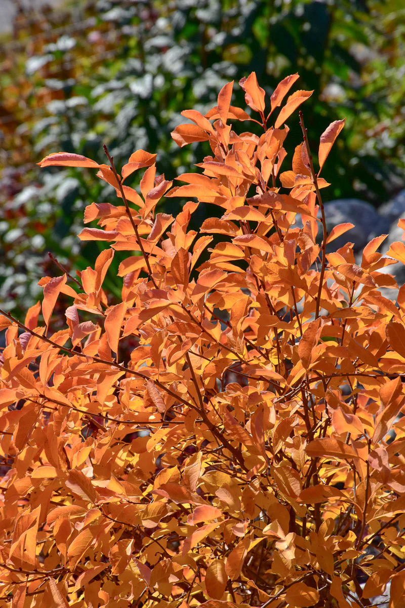 Pearl Bush, Lotus Moon - Image 3