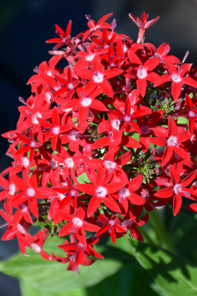 Pentas, Red
