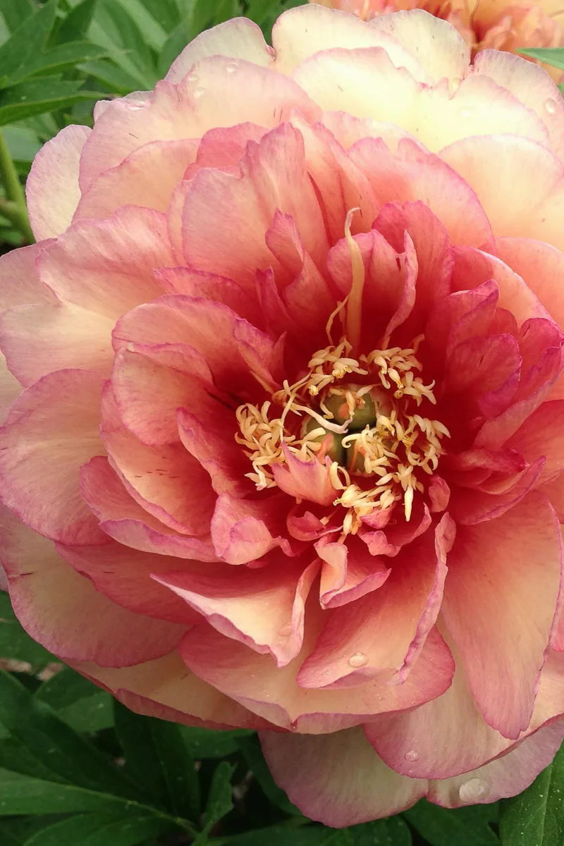 Peony, Itoh Simply Scrump
