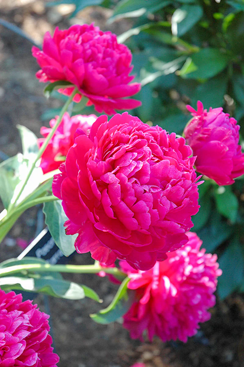 Peony, Paul M. Wild