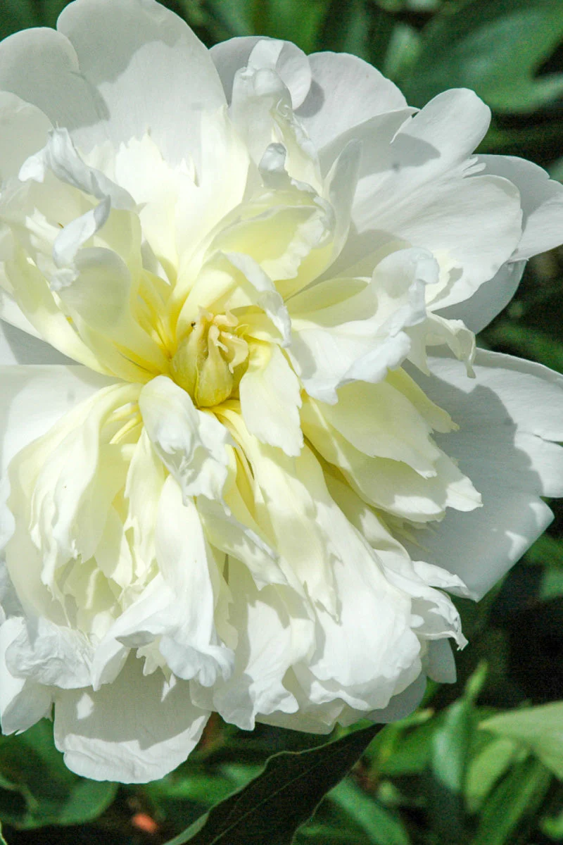 Peony, Primevere