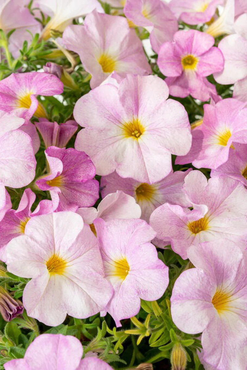 Petchoa, Supercal Pink Mist