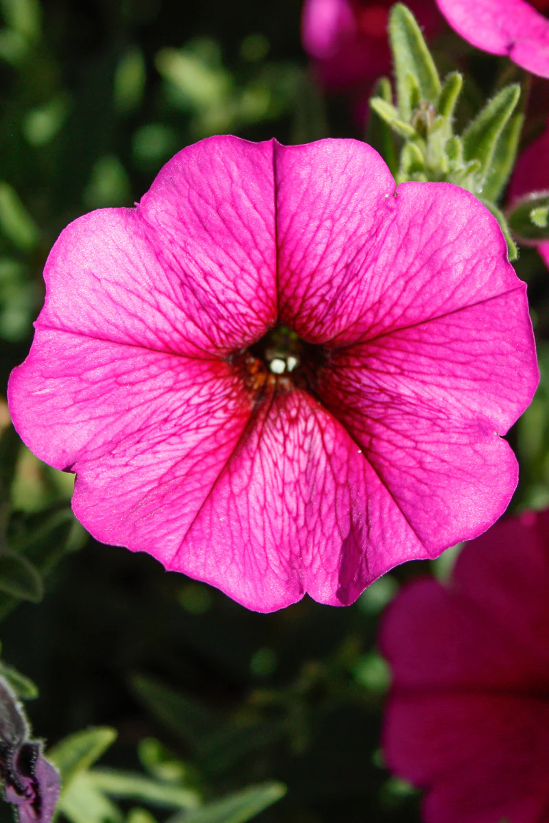 Petchoa, SuperCal Purple Dawn - Image 2