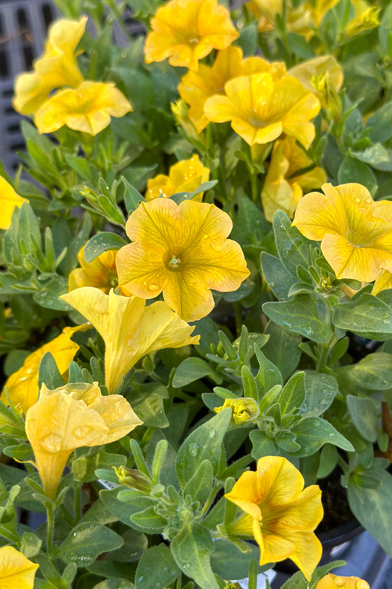Petchoa Supercal Yellow Sun