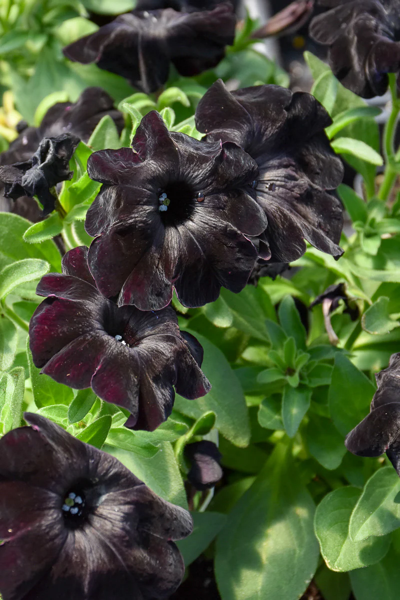 Petunia, Black Magic