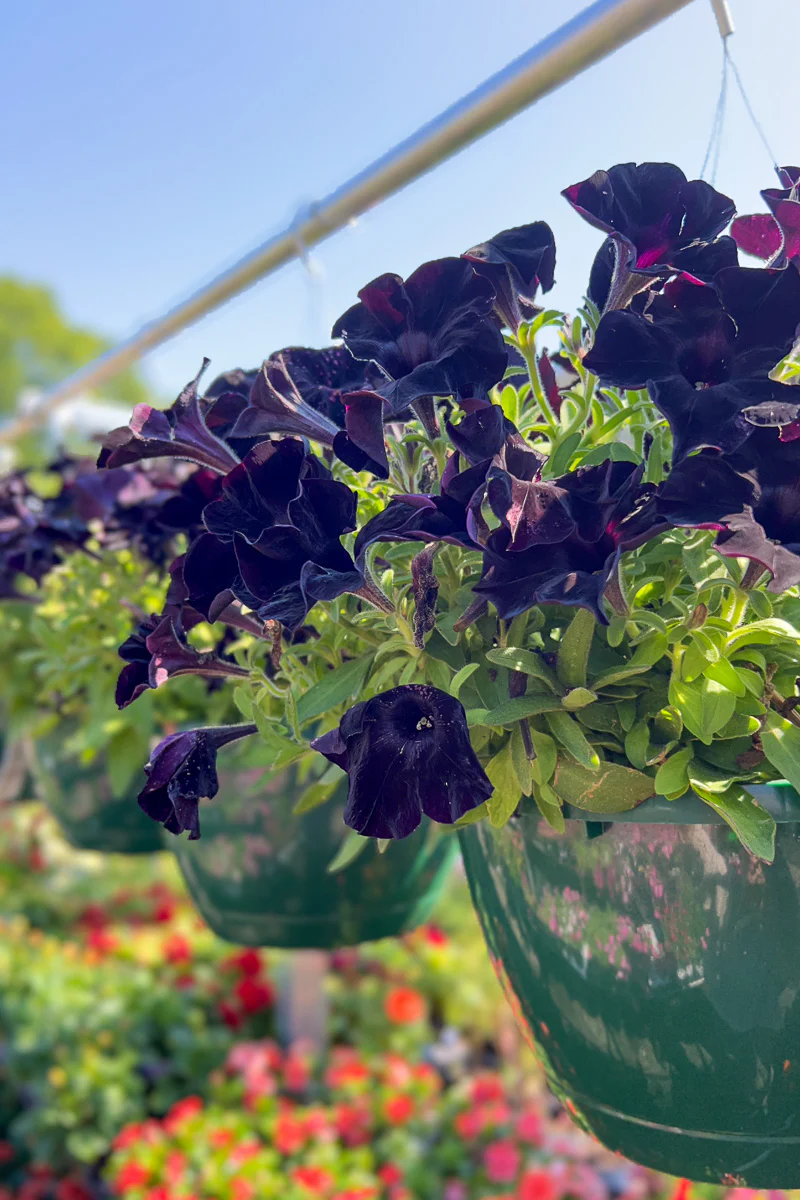 Petunia, Black Ray