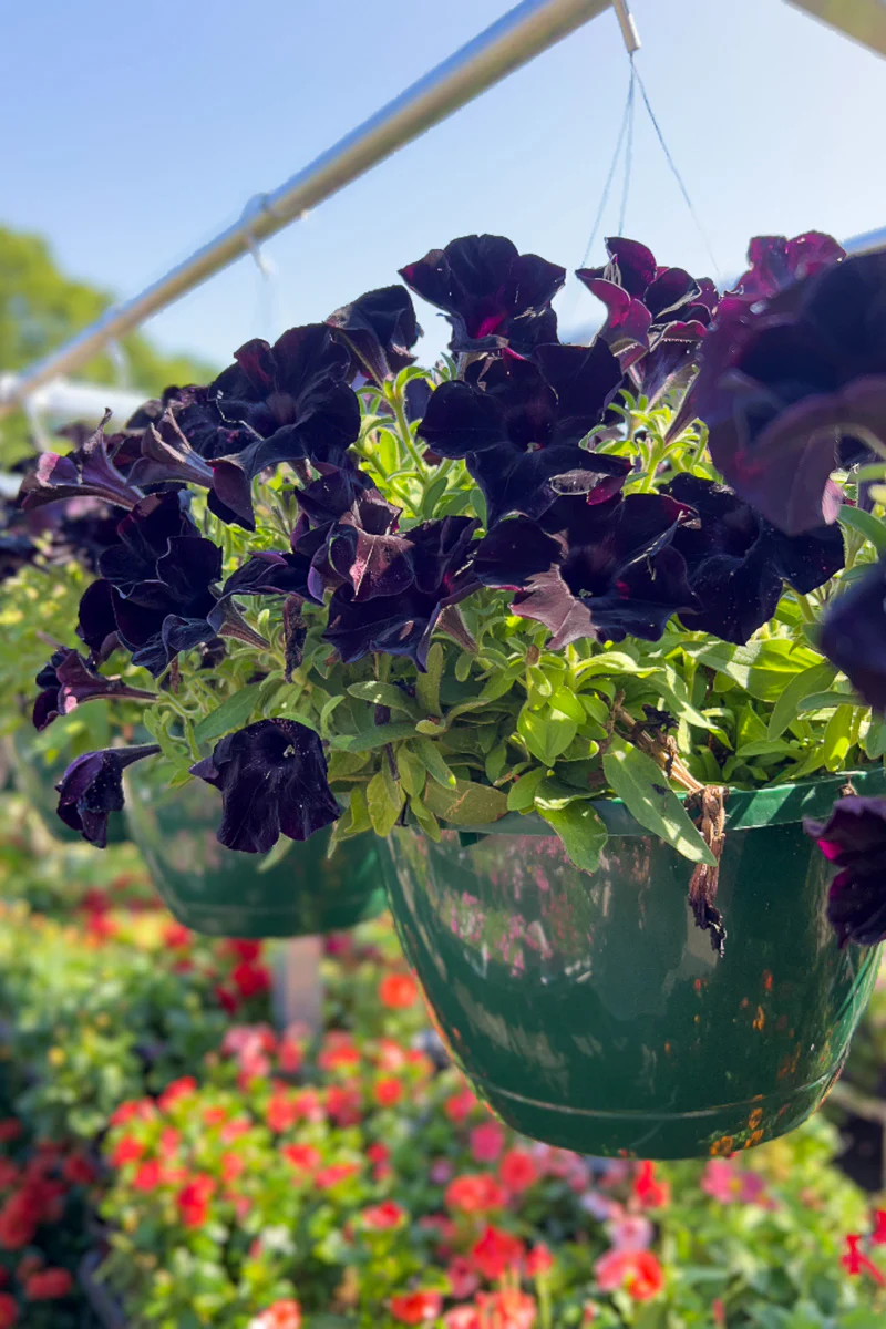 Petunia, Black Ray - Image 2
