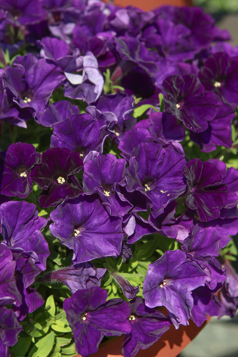 Petunia, Cannonball Blue