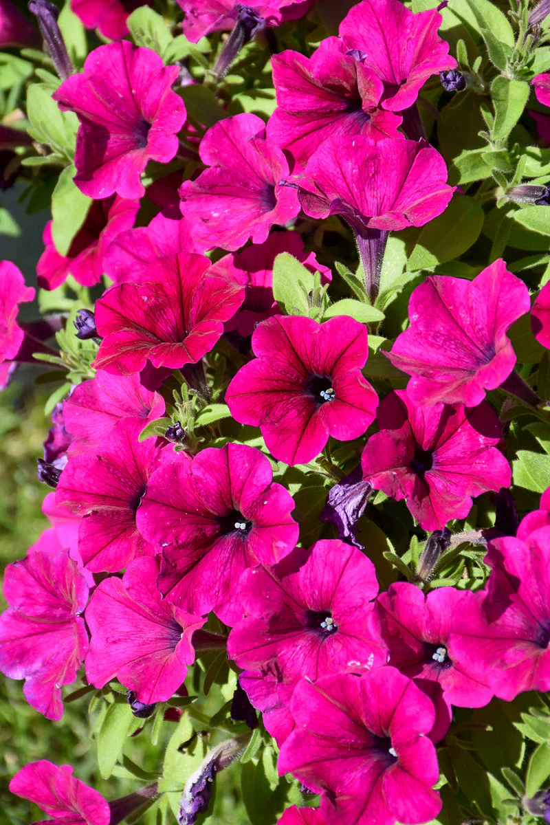 Petunia, Cannonball Burgundy