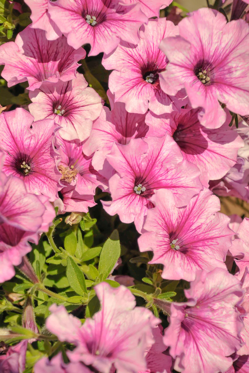 Petunia, Cannonball Rose