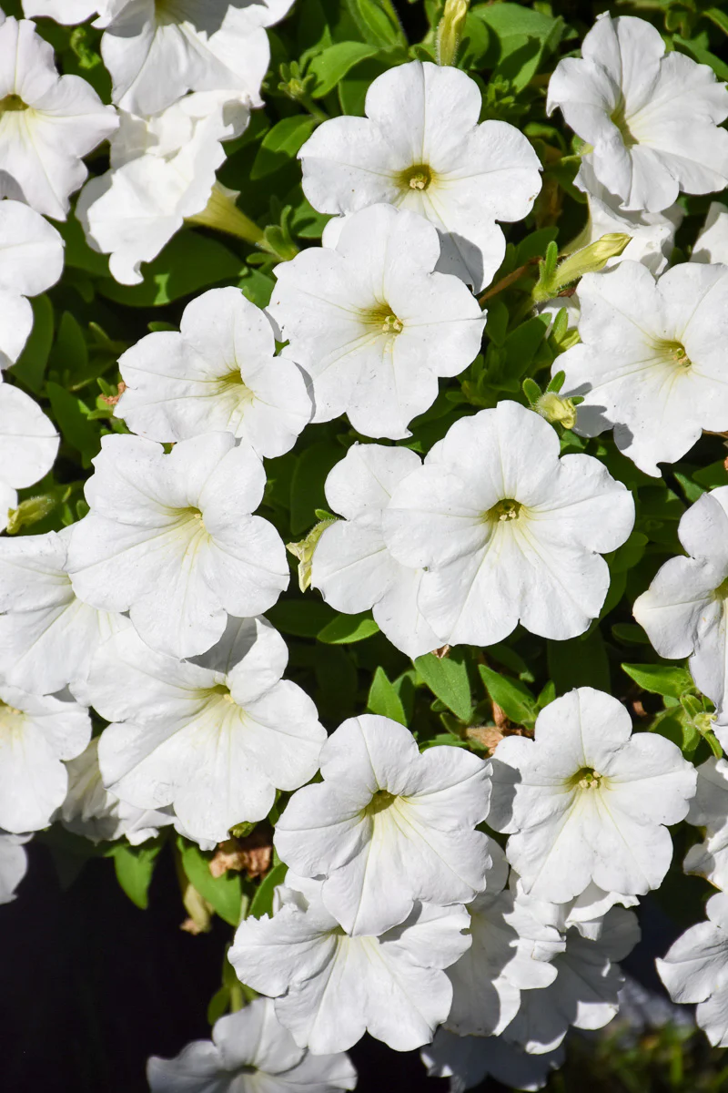 Petunia, Cannonball White