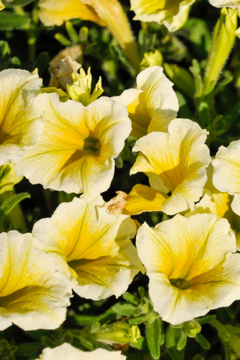 Petunia, Cannonball Yellow