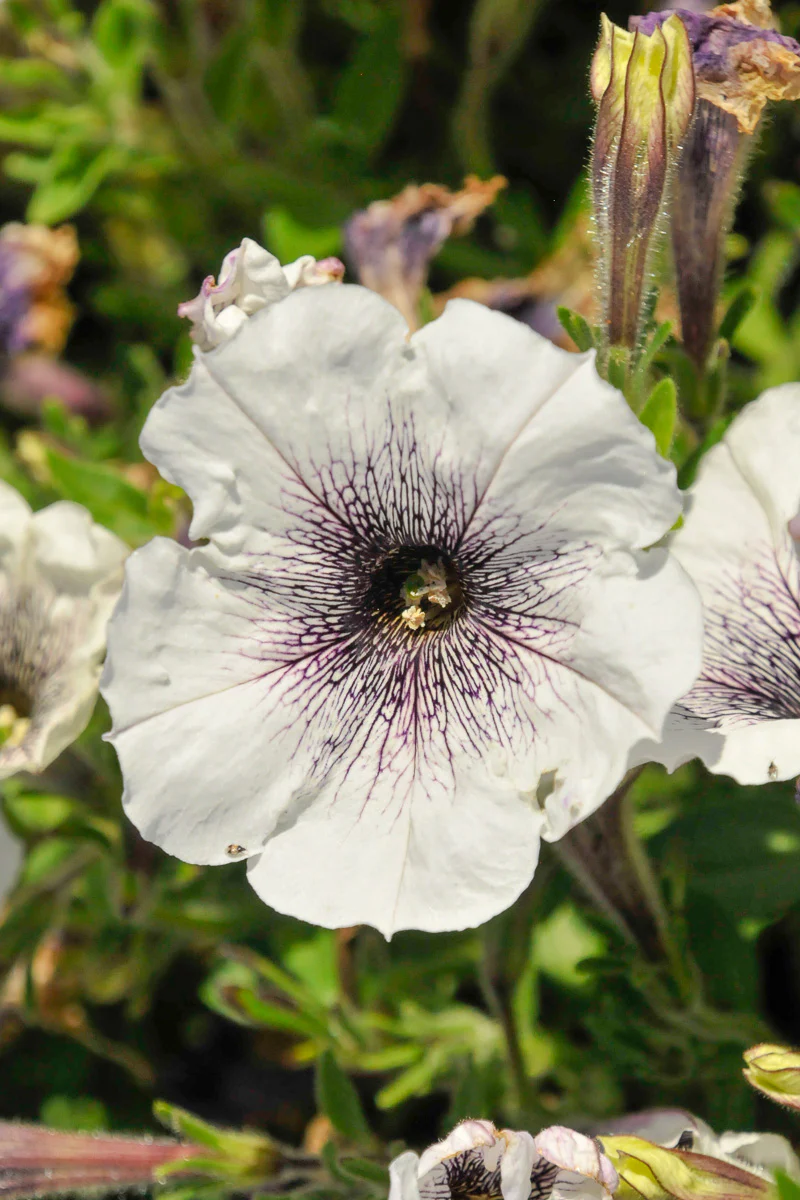Petunia, Crazytunia Black & White