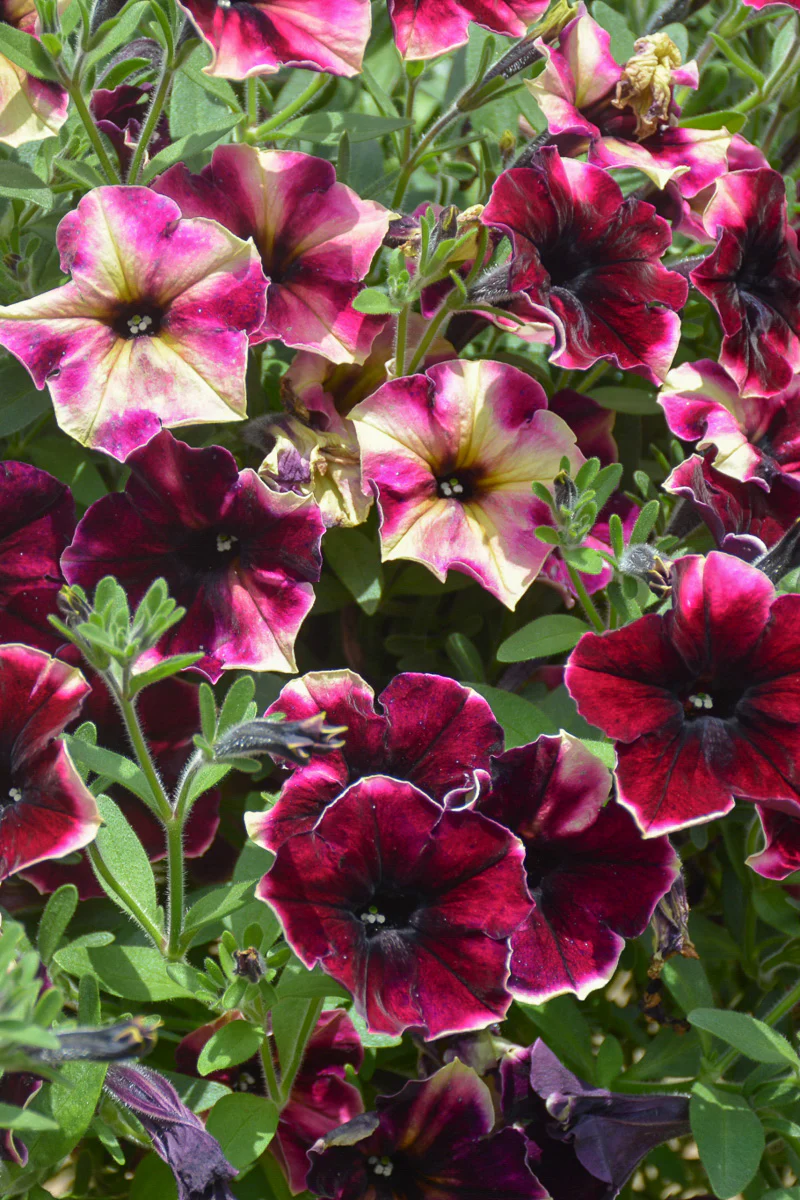 Petunia, Crazytunia Blackberry Cheesecake - Image 2