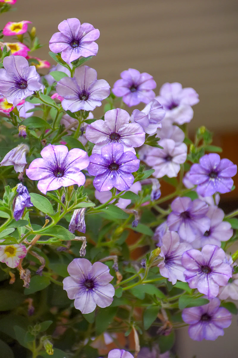 Petunia, Crystal Sky - Image 2