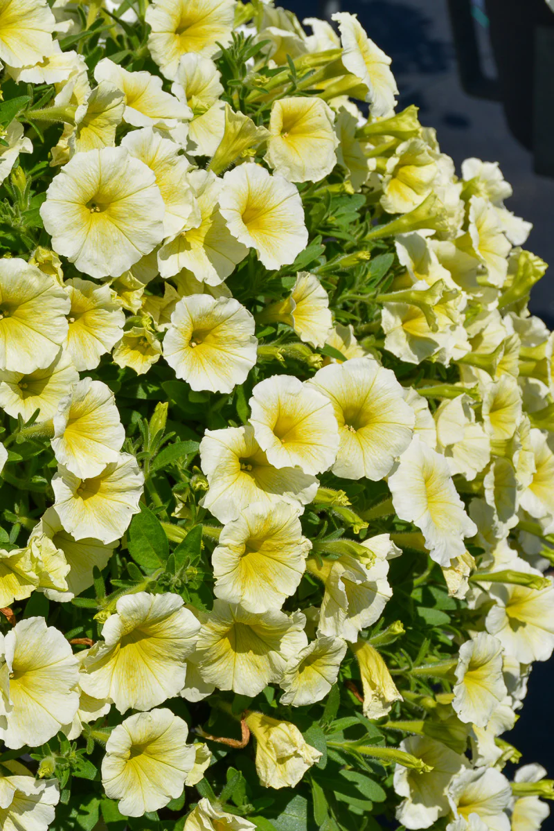 Petunia, Easy Wave Yellow - Image 2