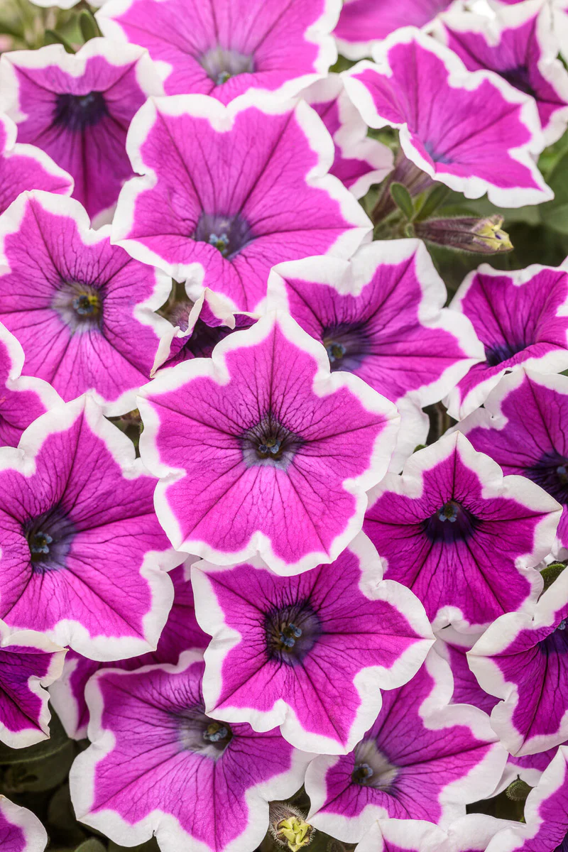 Petunia, Hoopla Vivid Orchid 4"