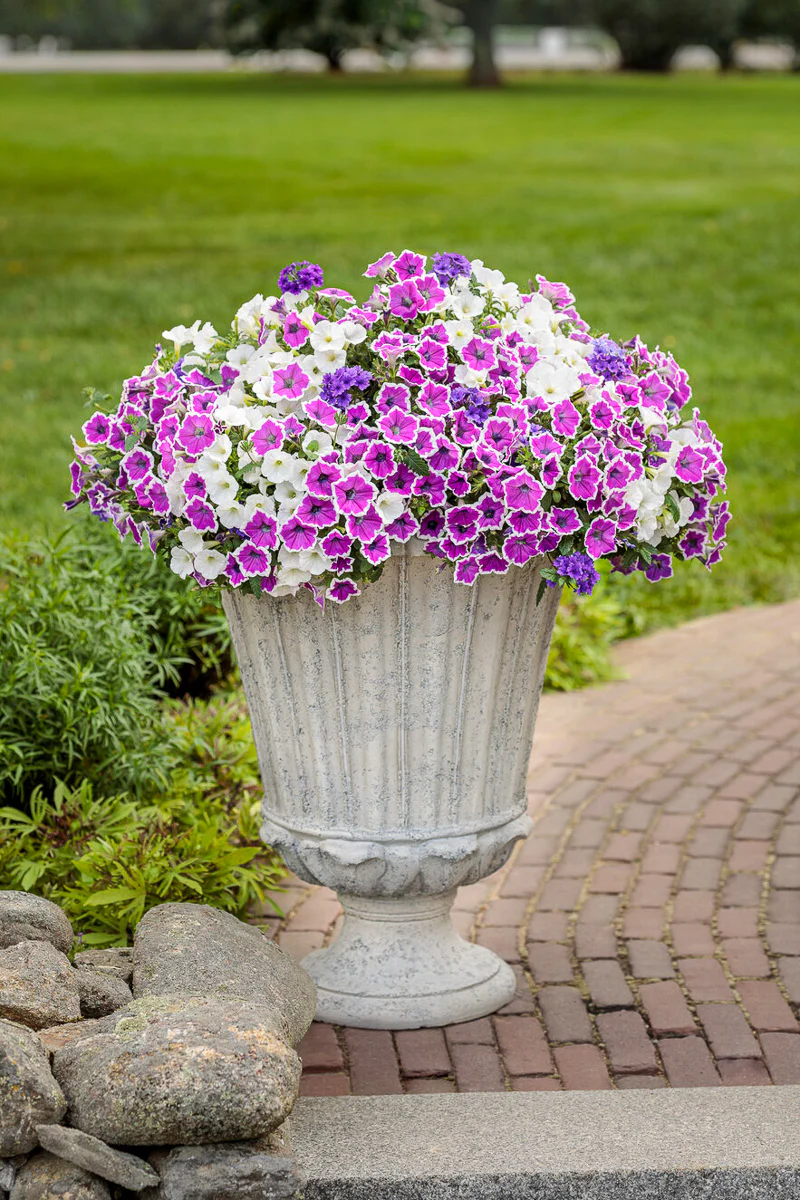 Petunia, Hoopla Vivid Orchid 4" - Image 2
