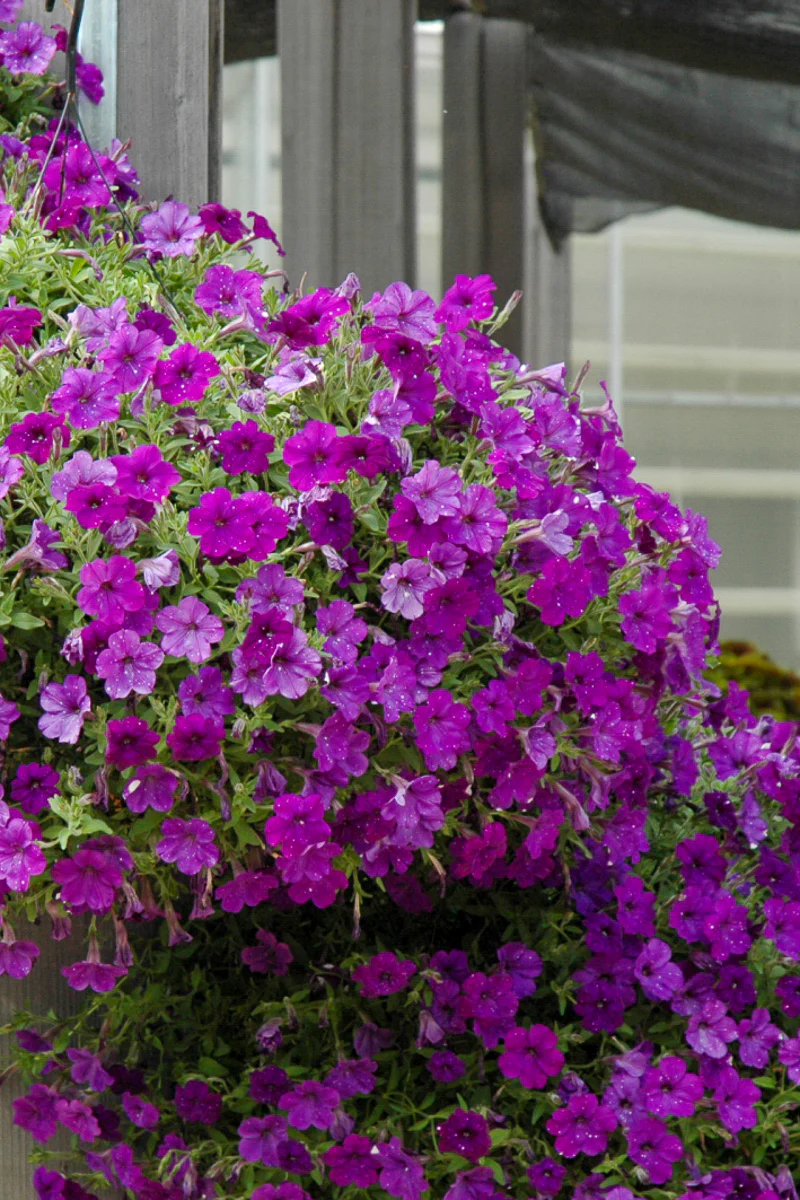 Petunia, Night Sky - Image 2