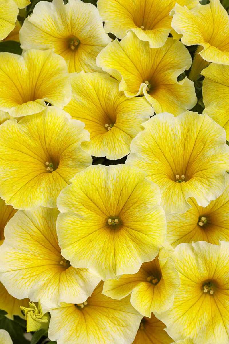 Petunia, Saffron Finch