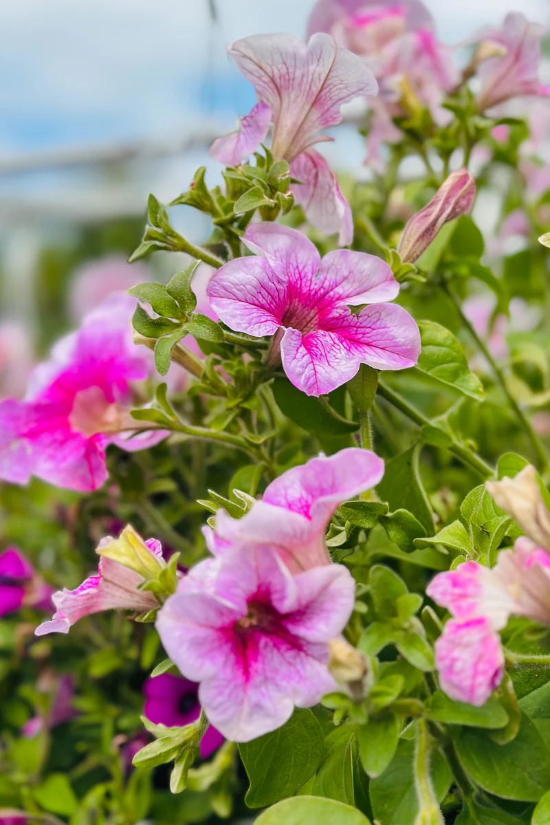 Petunia, Sanguna Mega Pink Vein - Image 2