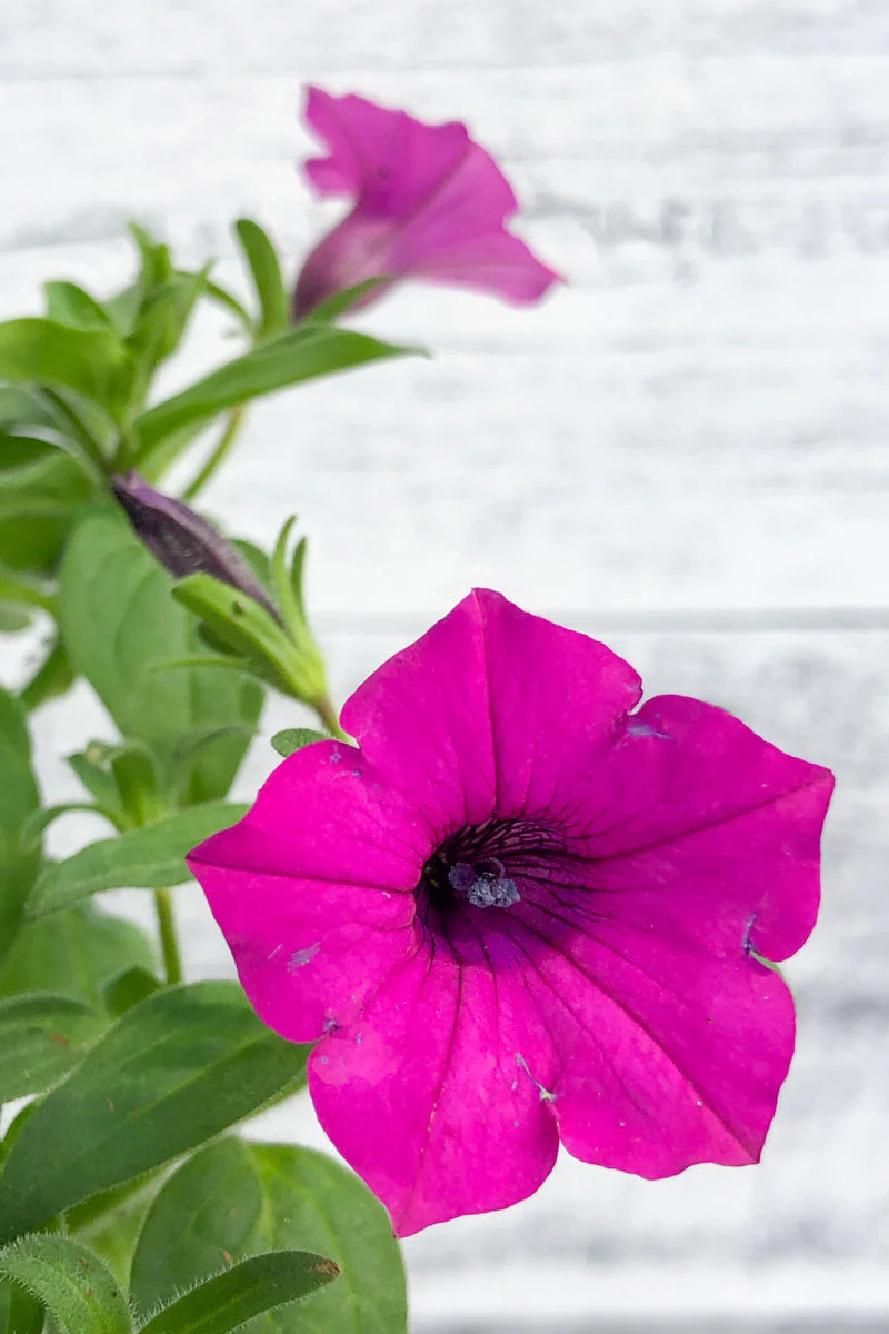 Petunia, Supertunia Jazzberry