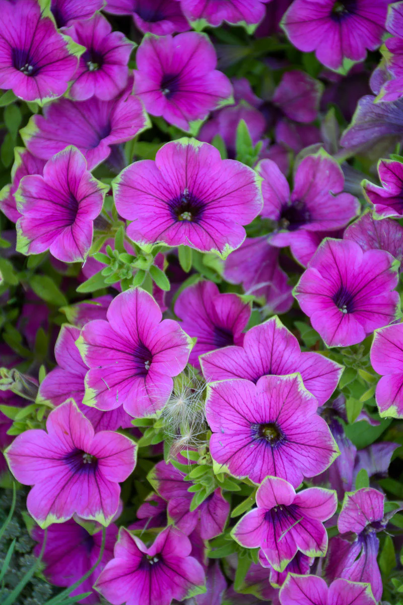Petunia, Supertunia Picasso Purple