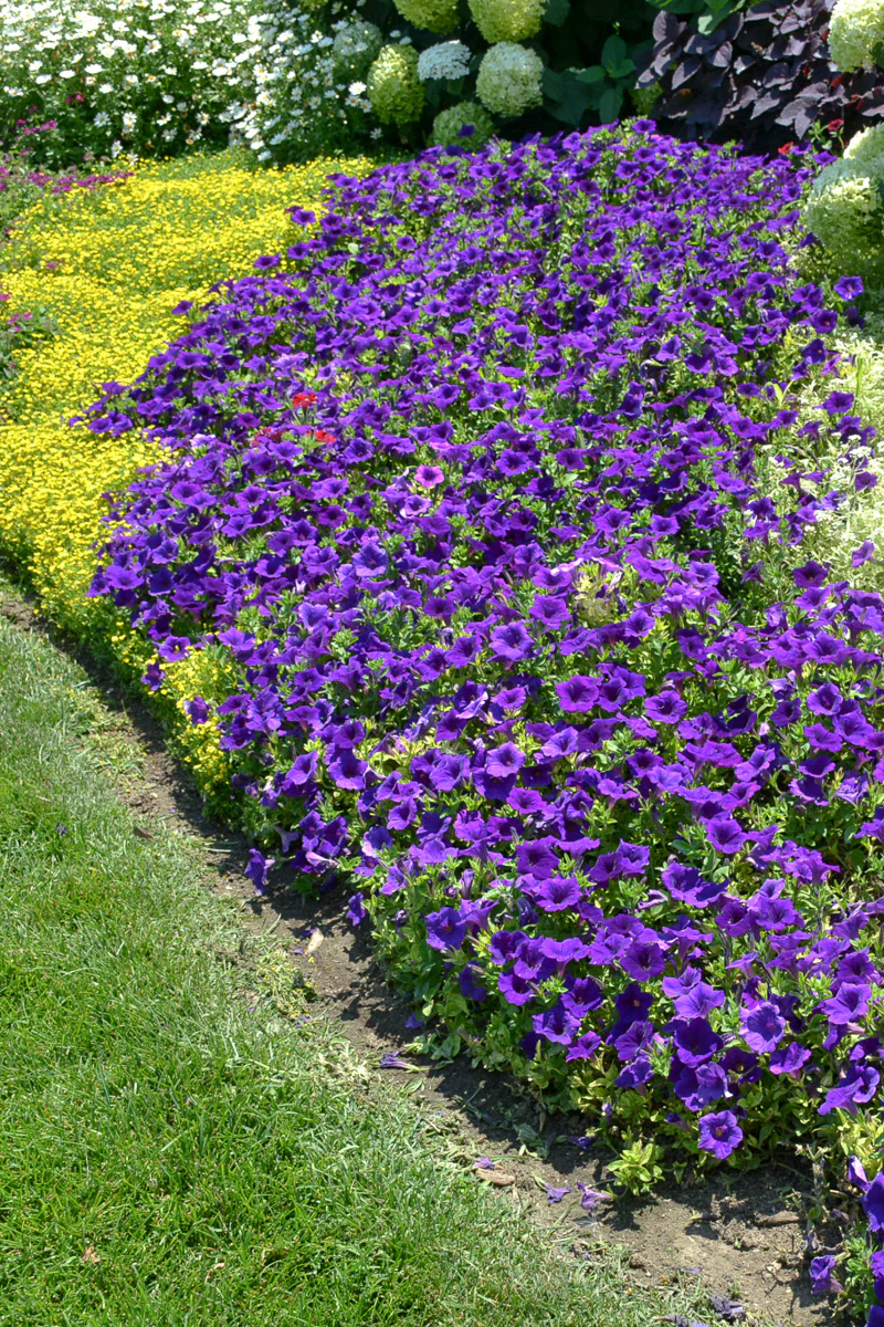 Petunia, Supertunia Royal Velvet - Image 2