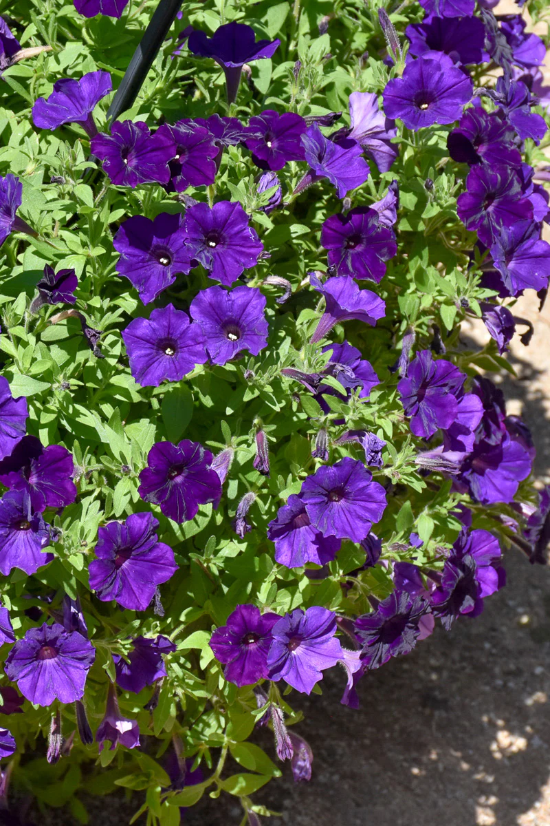 Petunia, Supertunia Royal Velvet - Image 3