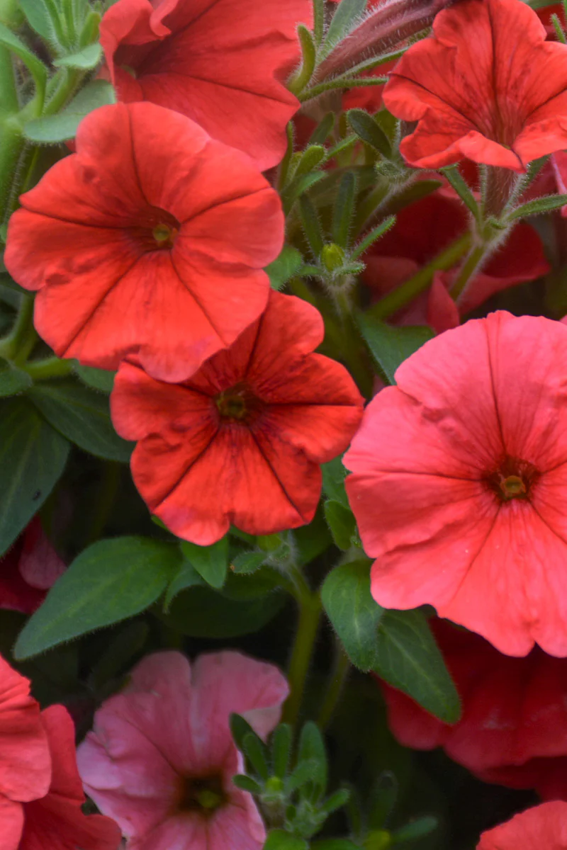 Petunia, Supertunia Vista Scarlet