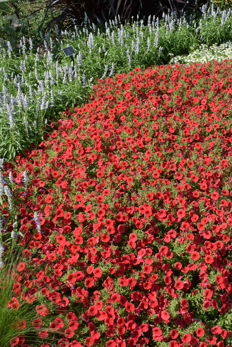 Petunia, Supertunia Vista Scarlet - Image 2