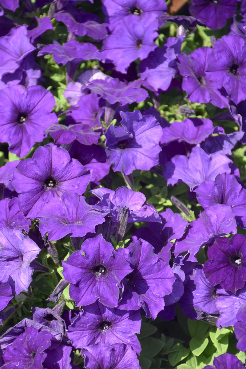 Petunia, Wave Blue - Image 2