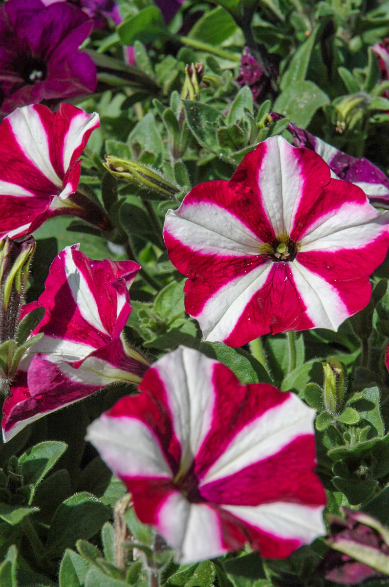 Petunia, Wave Burgundy Star - Image 2