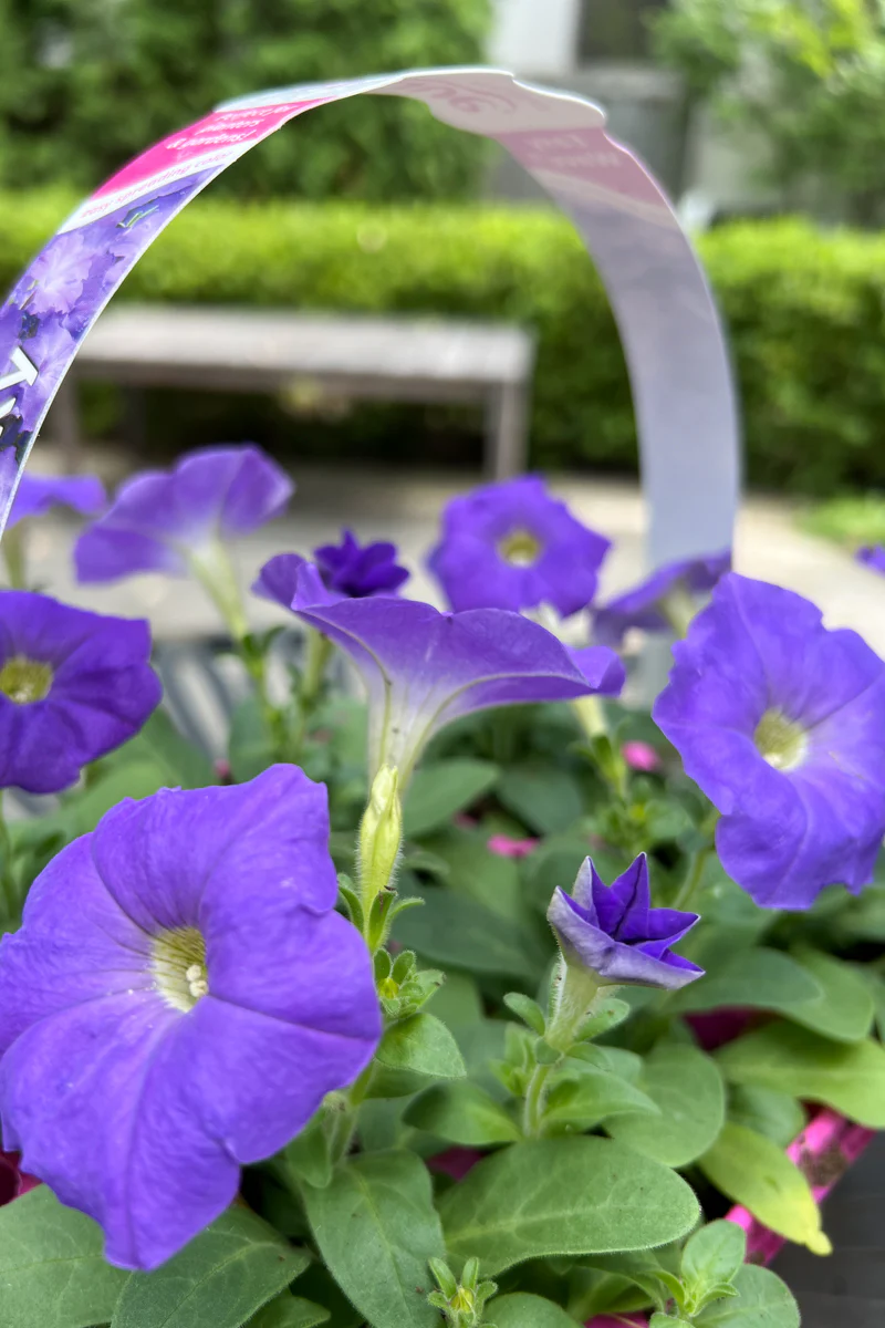 Petunia, Wave Lavender