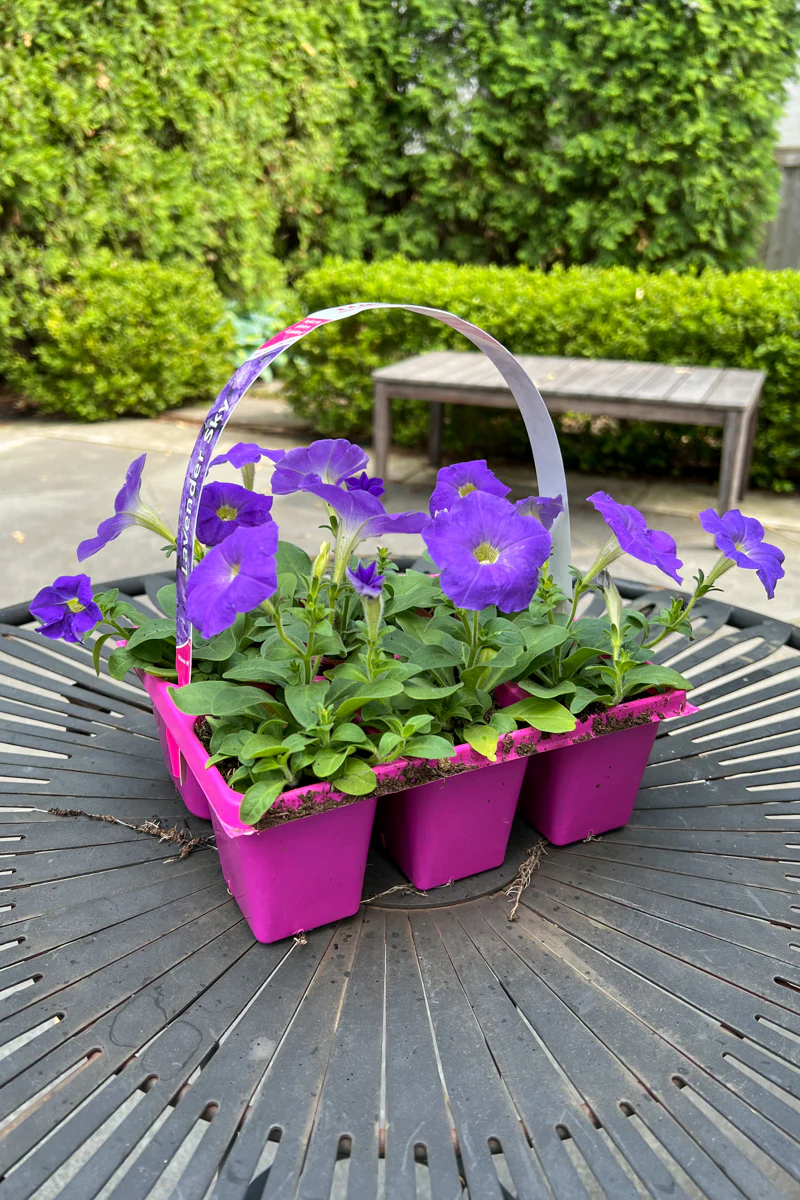 Petunia, Wave Lavender - Image 2