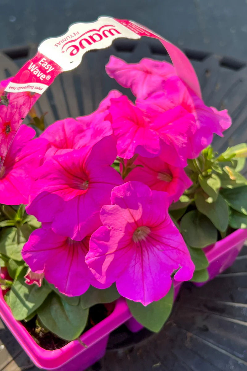 Petunia, Wave Pink Passion - Image 2