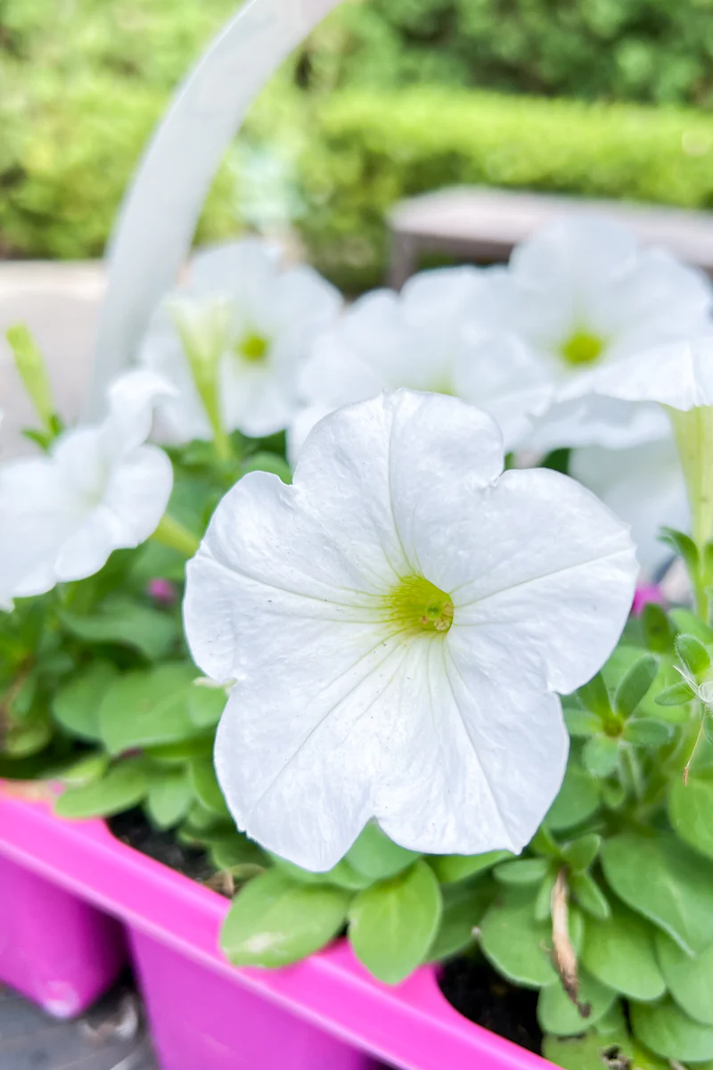 Petunia, White