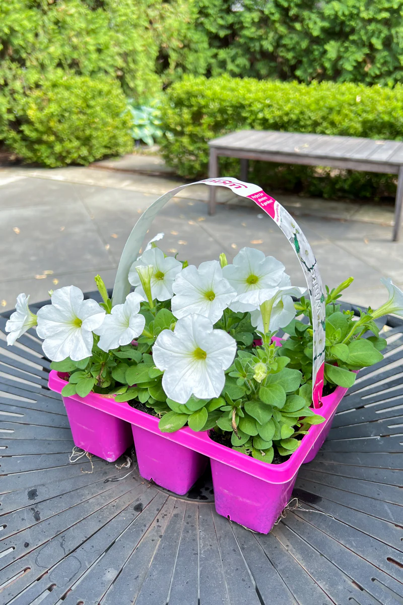 Petunia, White - Image 2