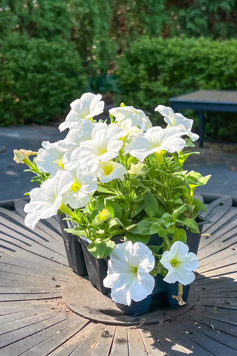 Petunia, White - Image 3