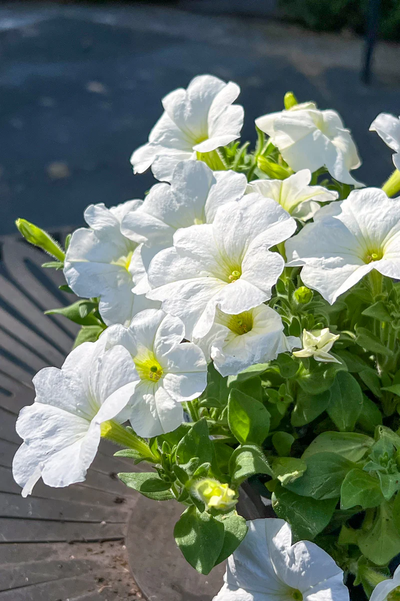 Petunia, White - Image 4