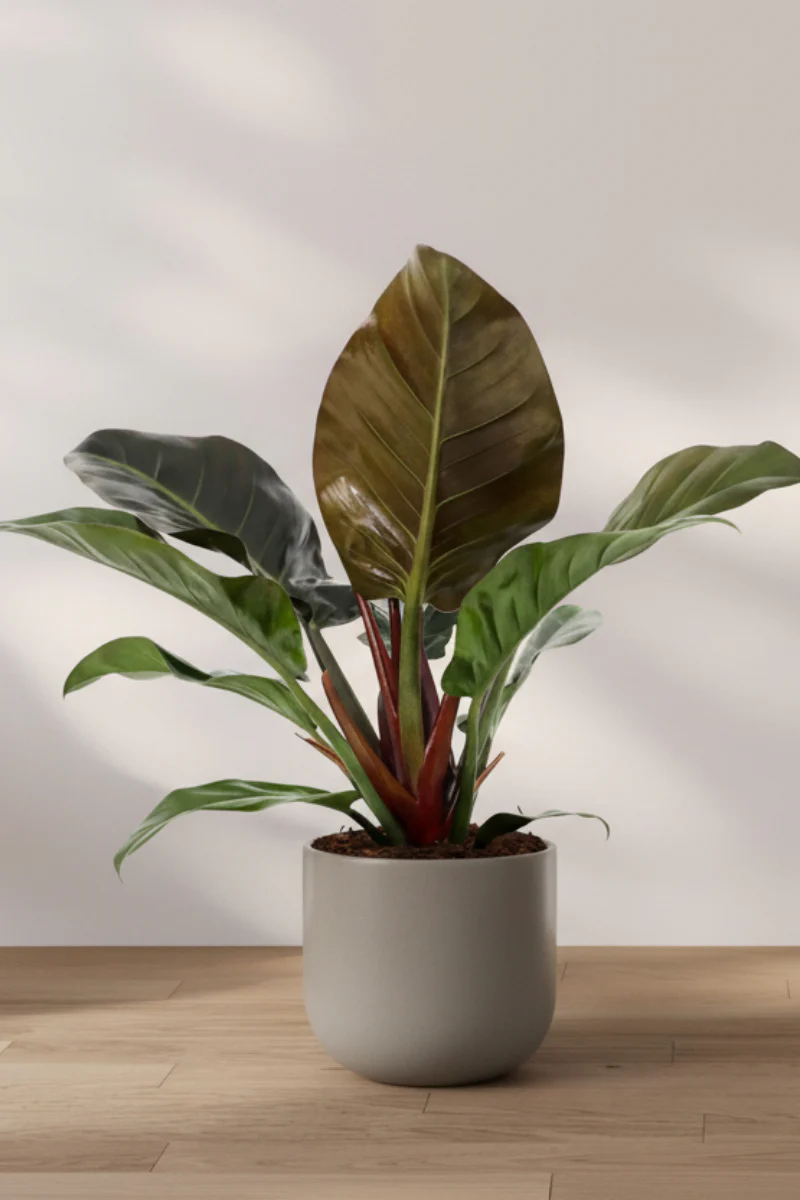 Philodendron, Black Cardinal 10"