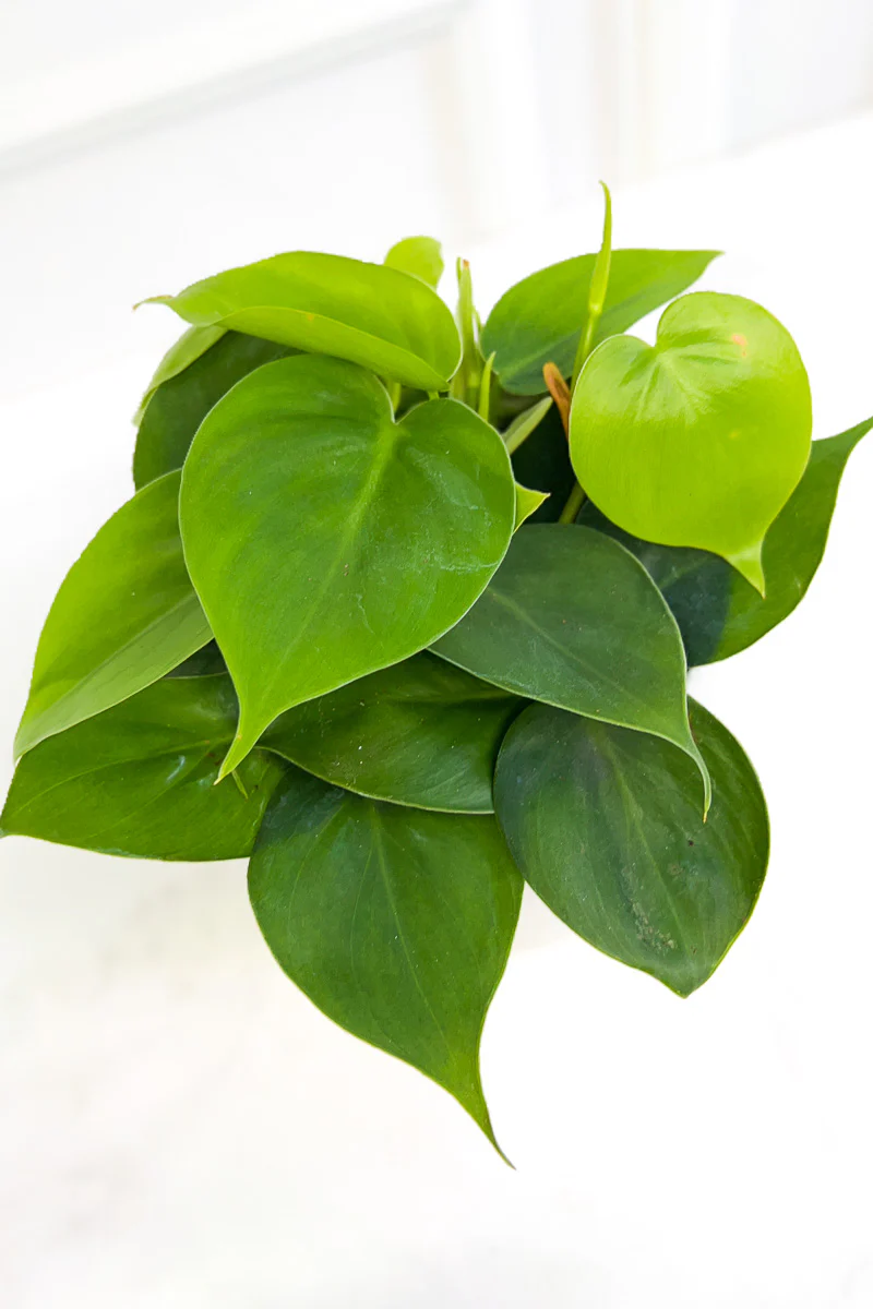 Philodendron, Cordatum (Heartleaf)  4"