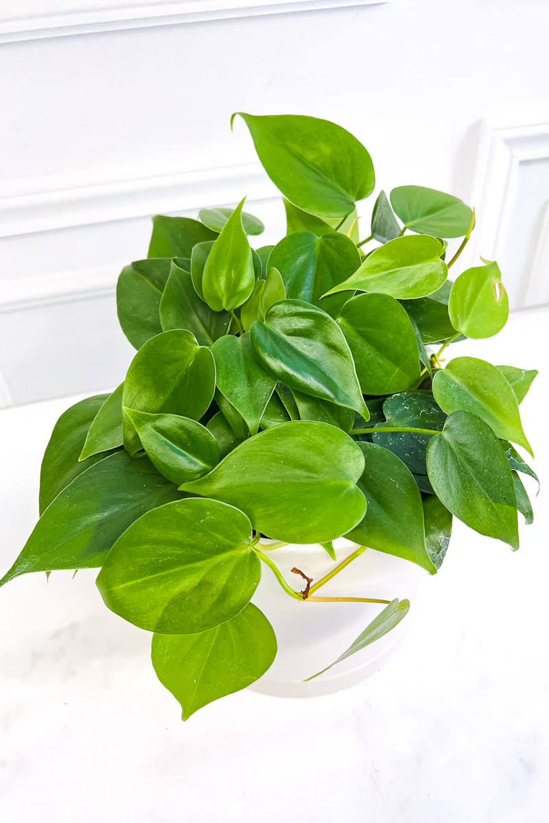 Philodendron, Cordatum (Heartleaf) 6"