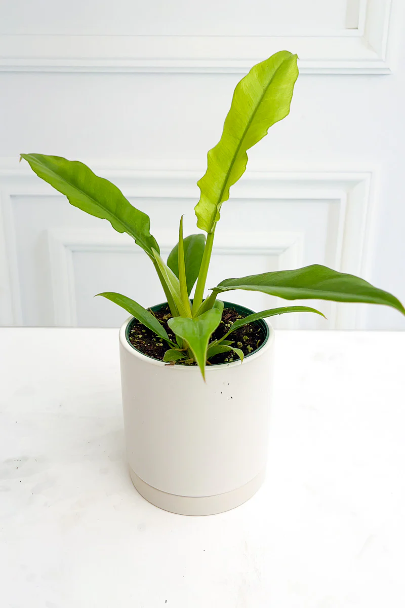 Philodendron, Jungle Boogie 4" - Image 2