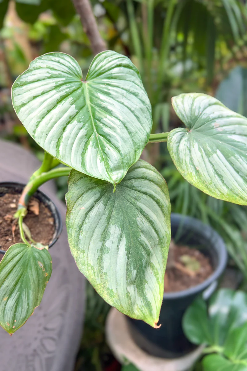 Philodendron, Mamei 4" - Image 2