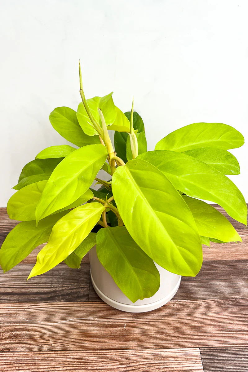 Philodendron, Mayala Gold 17Cm - Image 2