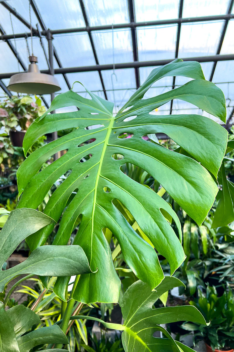 Monstera 14"